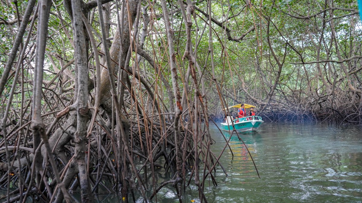 Vías fluviales del río Cayapas