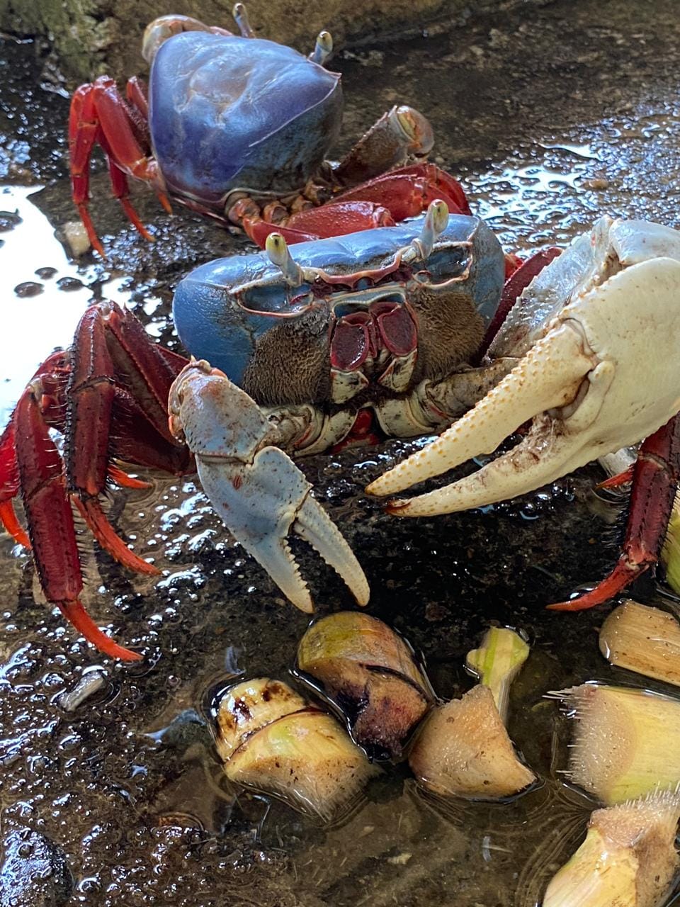 Gastronomía y saberes del manglar